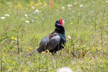 Green Pheasant Unknown Spots Tue, 4/25/2023