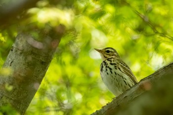 2023年4月25日(火) あたご天狗の森の野鳥観察記録