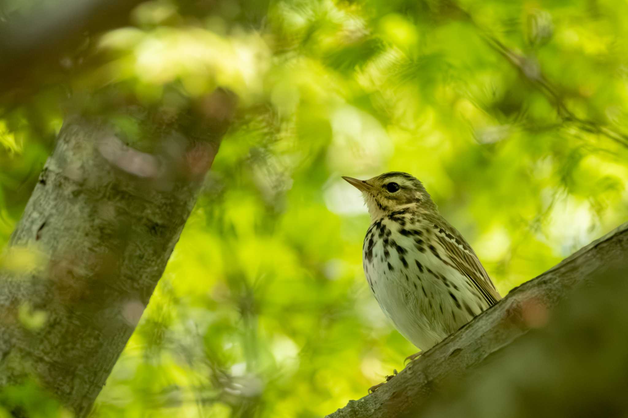 Photo of Olive-backed Pipit at あたご天狗の森 by MNB EBSW