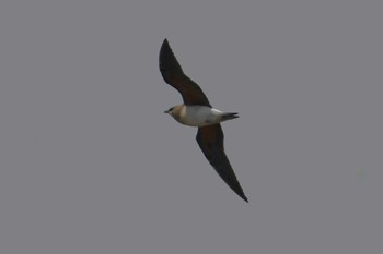 Oriental Pratincole 宗岡田圃 Tue, 4/25/2023