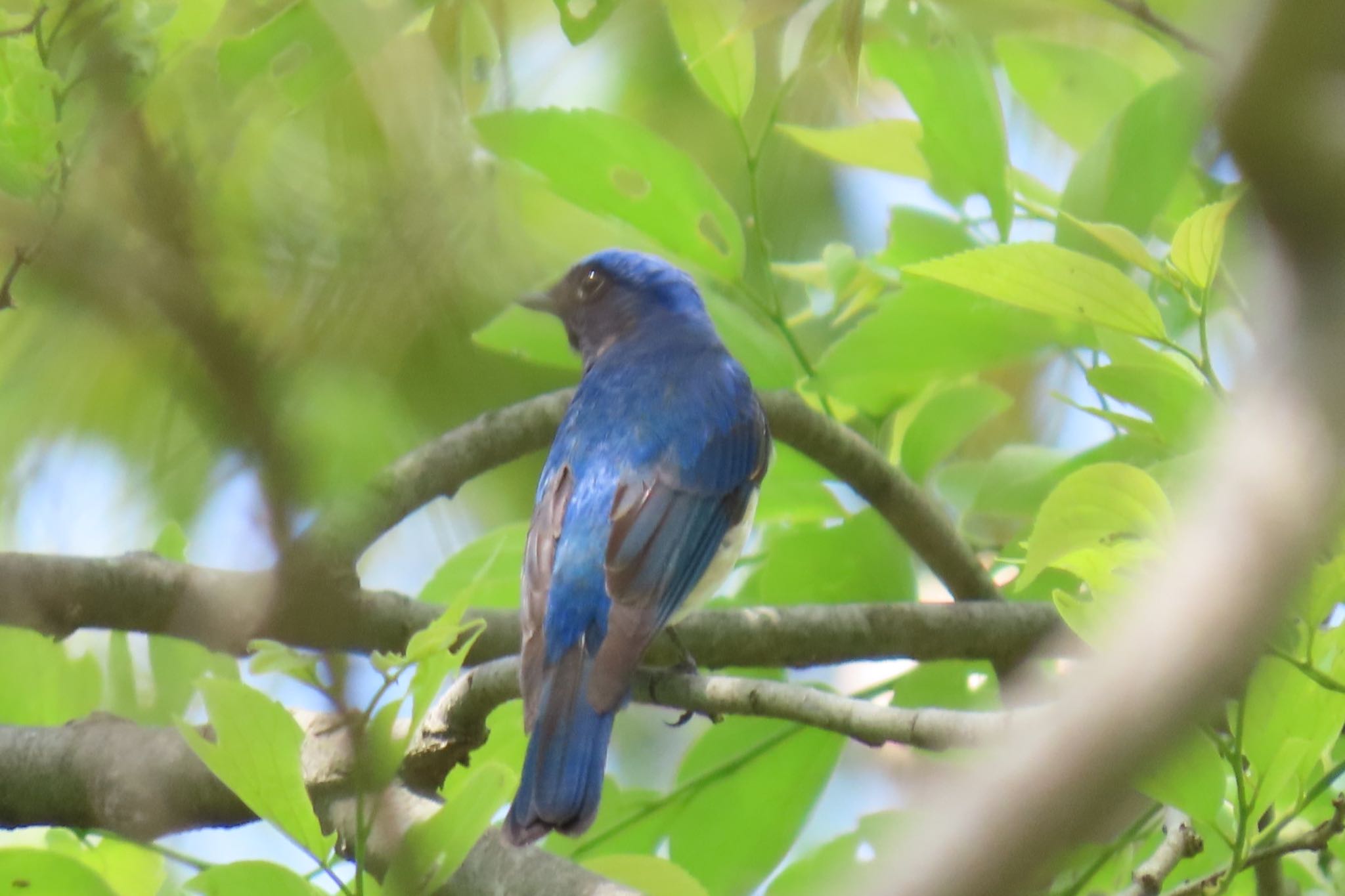 Photo of Blue-and-white Flycatcher at Mizumoto Park by toritoruzo 