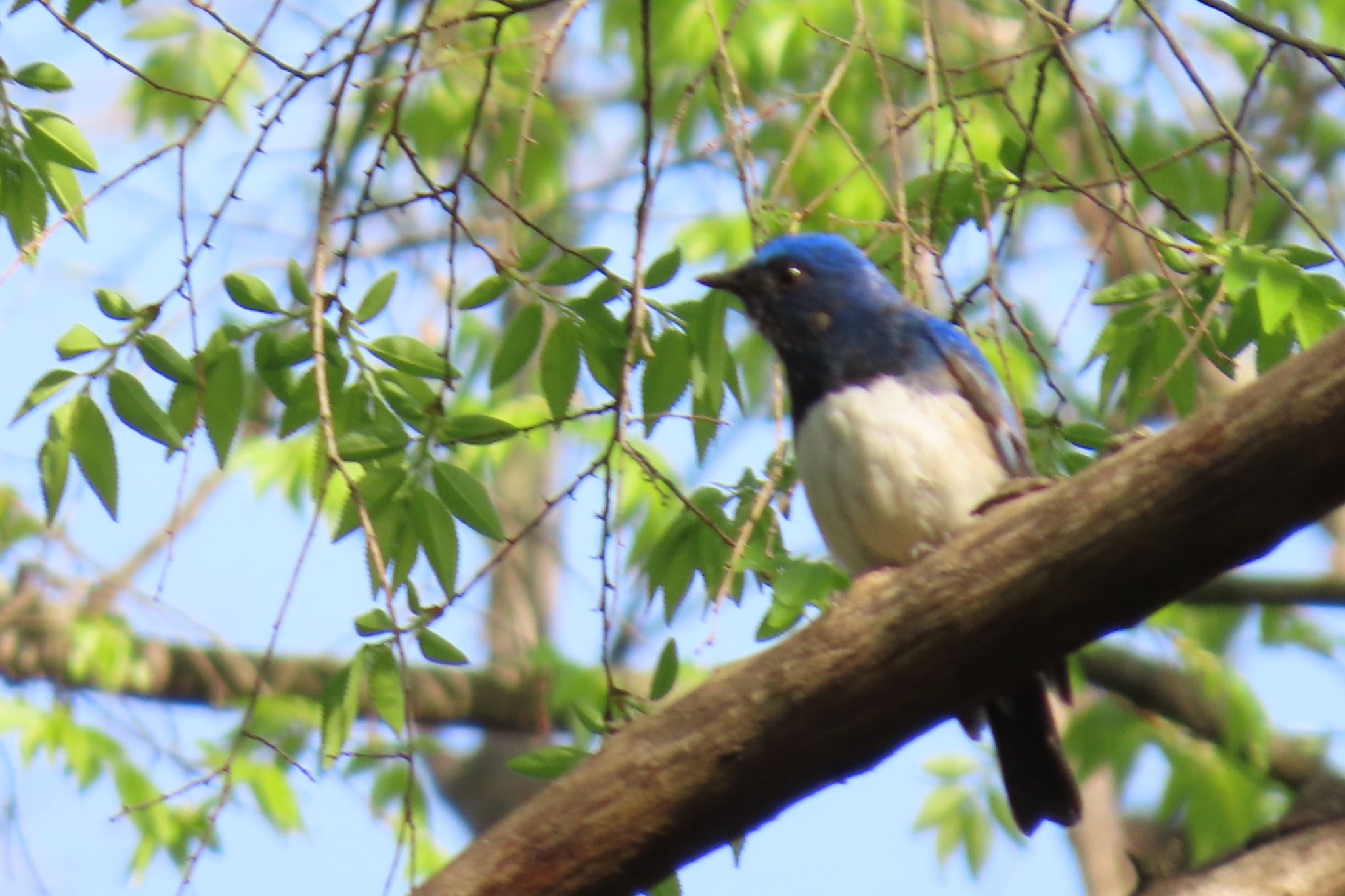 Photo of Blue-and-white Flycatcher at Mizumoto Park by toru