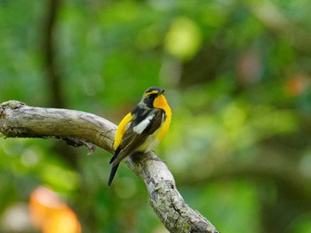 Narcissus Flycatcher 動物園外縁 Tue, 4/25/2023