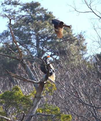 オオワシ 山本山(滋賀県) 2023年2月27日(月)