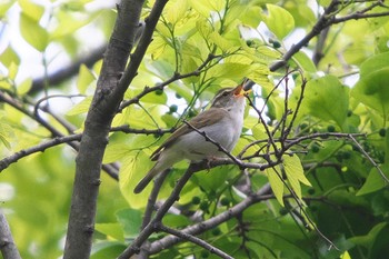 2023年4月24日(月) 瀬上市民の森の野鳥観察記録