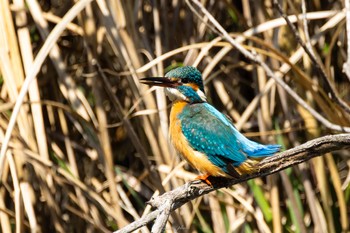 カワセミ こども自然公園 (大池公園/横浜市) 2023年4月1日(土)