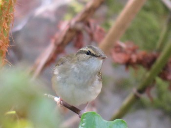 Sakhalin Leaf Warbler Hakodateyama Tue, 4/25/2023