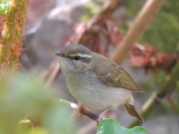 Sakhalin Leaf Warbler Hakodateyama Tue, 4/25/2023