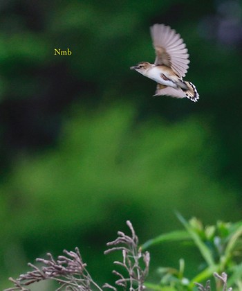 Zitting Cisticola Unknown Spots Unknown Date