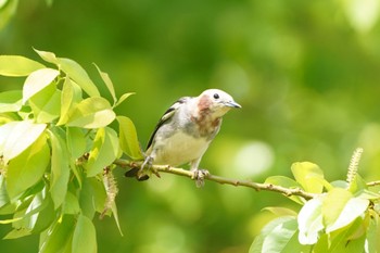 Chestnut-cheeked Starling Watarase Yusuichi (Wetland) Fri, 4/21/2023