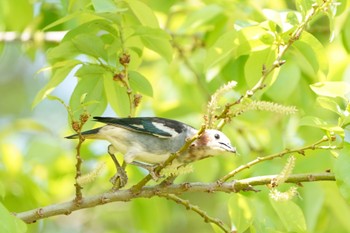 Chestnut-cheeked Starling Watarase Yusuichi (Wetland) Fri, 4/21/2023