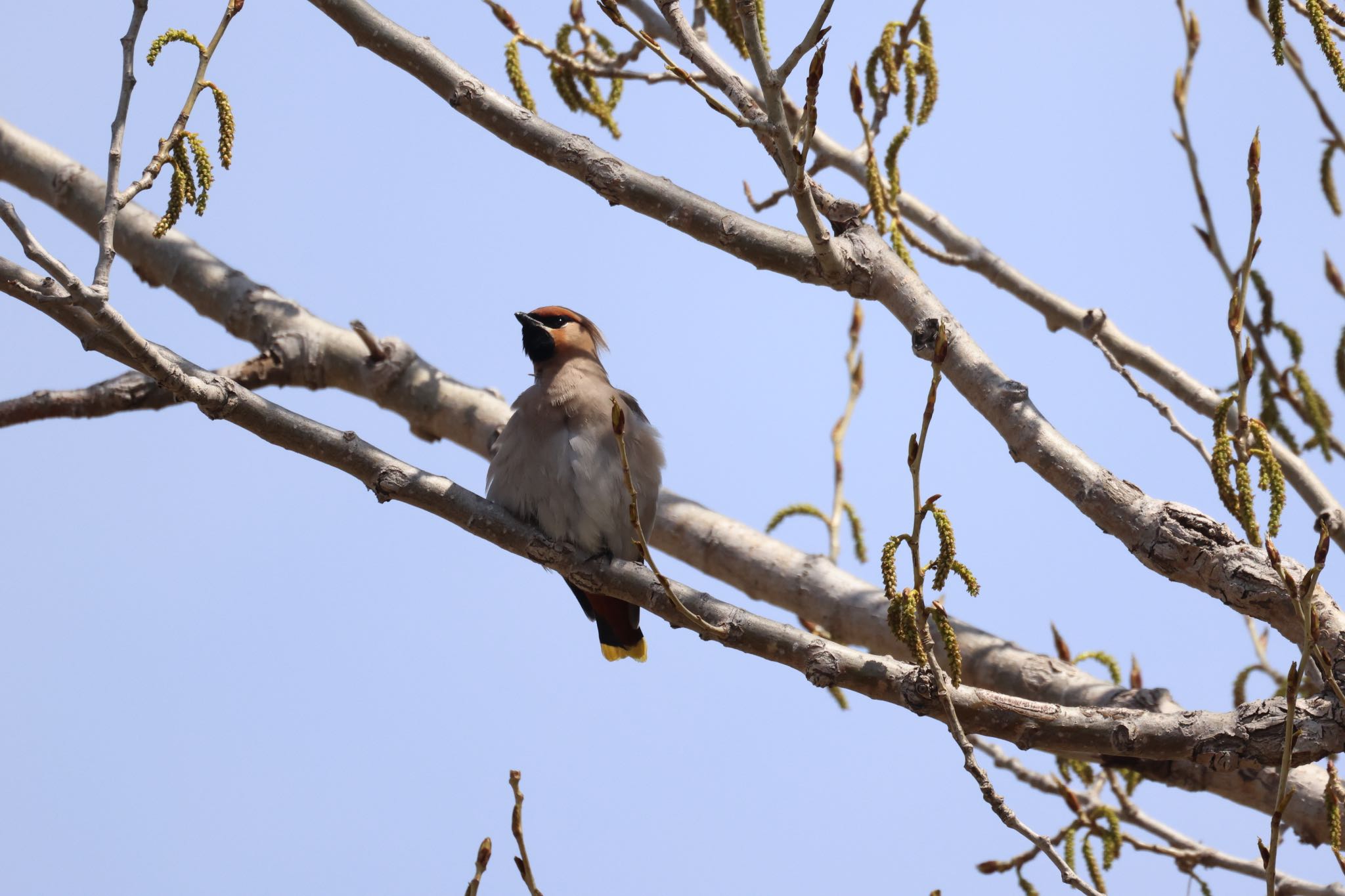 Bohemian Waxwing