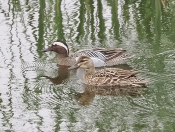 Sat, 4/22/2023 Birding report at 境川遊水地公園