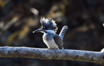 Crested Kingfisher Unknown Spots Unknown Date