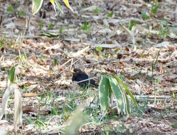 Japanese Thrush 塩嶺御野立公園 Sat, 4/22/2023