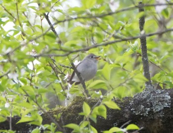 Asian Brown Flycatcher 塩嶺御野立公園 Sat, 4/22/2023