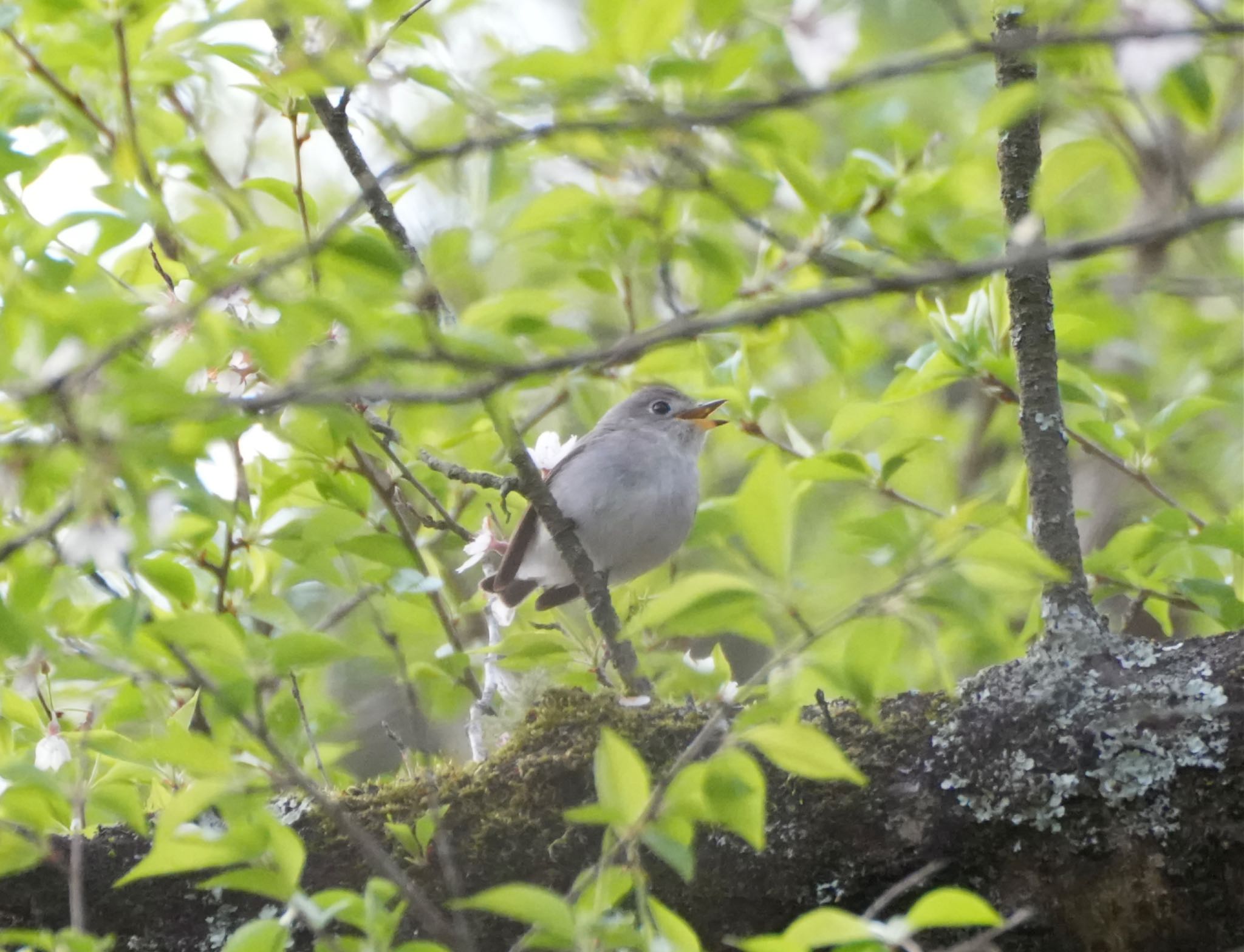 Photo of Asian Brown Flycatcher at 塩嶺御野立公園 by Kuu