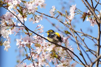 キビタキ 塩嶺御野立公園 2023年4月22日(土)