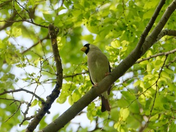 Japanese Grosbeak 横浜市立金沢自然公園 Tue, 4/25/2023