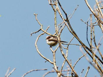 Long-tailed Tit 横浜市立金沢自然公園 Tue, 4/25/2023