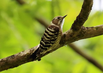 Japanese Pygmy Woodpecker Hayatogawa Forest Road Sun, 4/23/2023