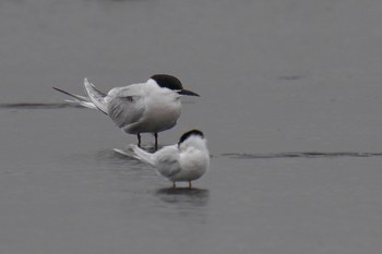 アジサシ ふなばし三番瀬海浜公園 2023年4月22日(土)