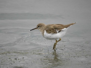 イソシギ 東京港野鳥公園 2023年4月25日(火)