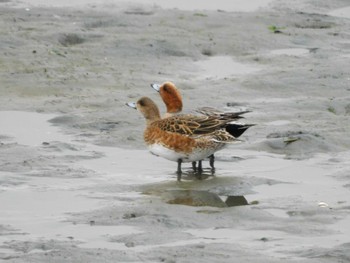 ヒドリガモ 東京港野鳥公園 2023年4月25日(火)