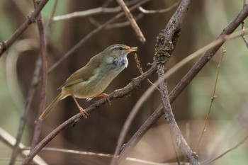 ウグイス 馬見丘陵公園 2023年3月9日(木)