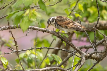 Dusky Thrush 茨城県水戸市 Sat, 4/22/2023