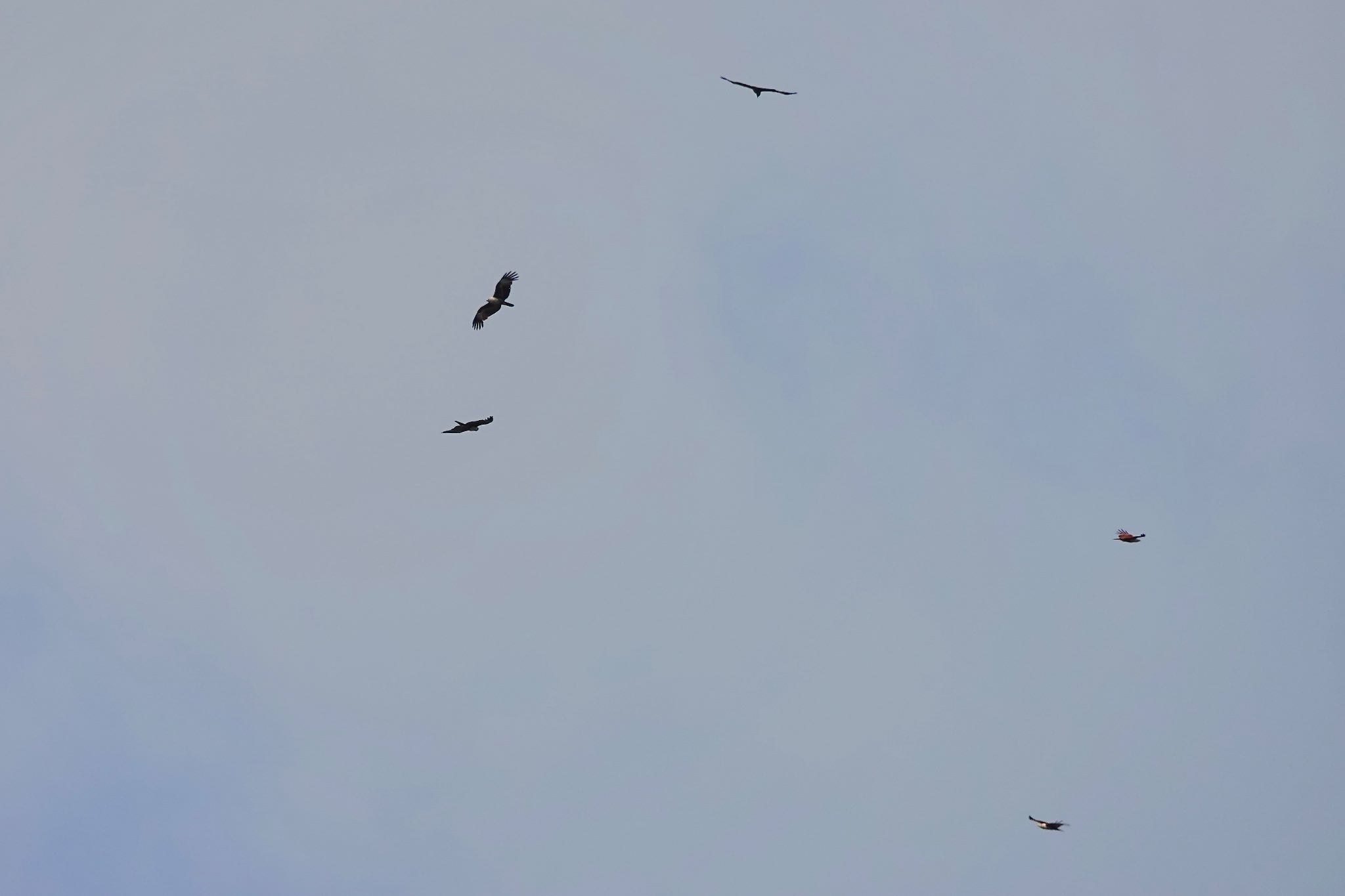 Brahminy Kite