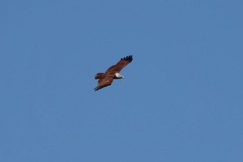 Brahminy Kite Taman Alam Kuala Selangor Sun, 3/5/2023