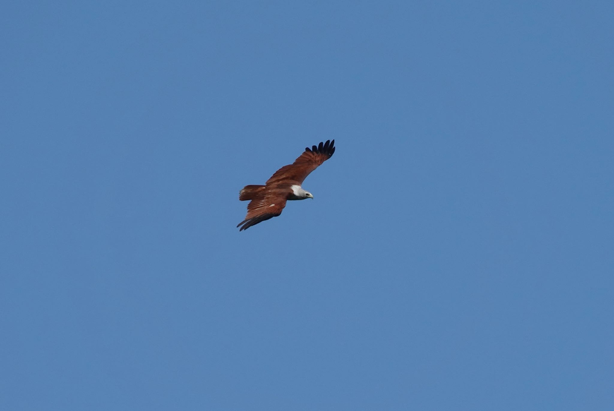 Brahminy Kite