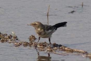 Mon, 6/4/2018 Birding report at 和歌山県岩出市