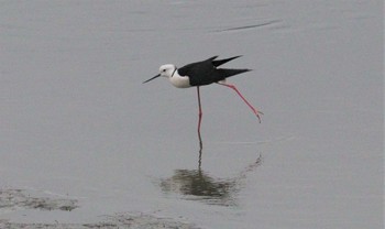 2023年4月25日(火) 土留木川河口(東海市)の野鳥観察記録