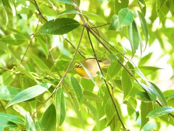 Warbling White-eye 境川(境橋付近) Wed, 3/29/2023