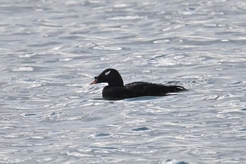 ビロードキンクロ ふなばし三番瀬海浜公園 2023年4月17日(月)