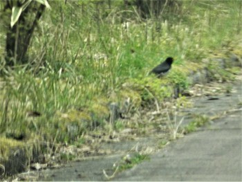 クロツグミ 西臼塚 2023年4月22日(土)