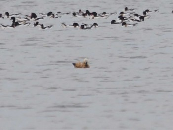 Ruddy Shelduck 東与賀干潟 Fri, 4/21/2023