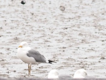 Lesser Black-backed Gull 東与賀干潟 Fri, 4/21/2023