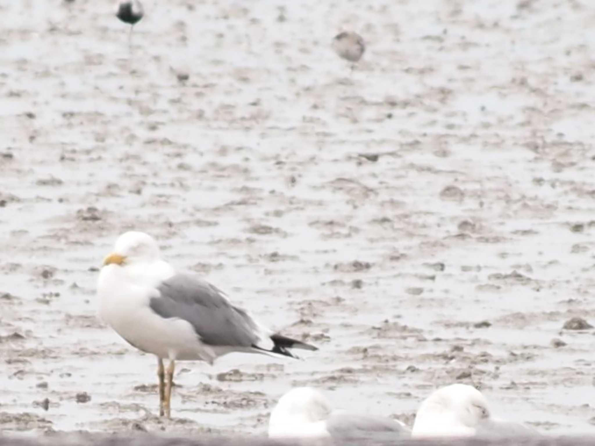 Photo of Lesser Black-backed Gull at 東与賀干潟 by マル