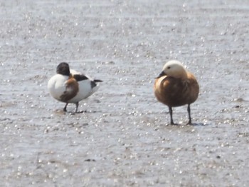 Ruddy Shelduck 東与賀干潟 Sat, 4/22/2023