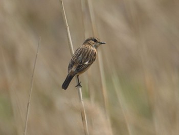 Amur Stonechat 青森県十和田市 Tue, 4/25/2023