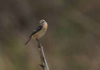 Amur Stonechat 青森県十和田市 Tue, 4/25/2023