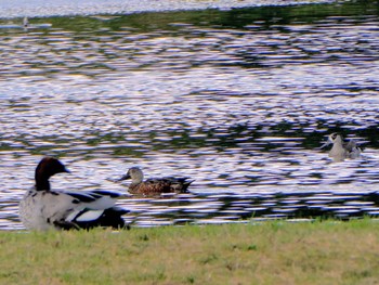 ミカヅキハシビロガモ Jerrabomberra Wetlands, Fyshwick, ACT, Australia 2023年4月15日(土)