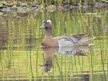 2023年4月22日(土) 境川遊水地公園の野鳥観察記録