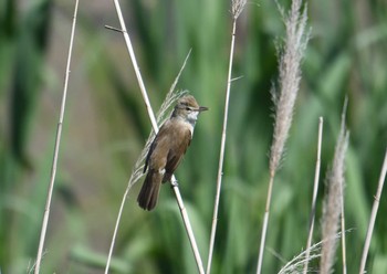 Oriental Reed Warbler Kasai Rinkai Park Sat, 5/5/2018