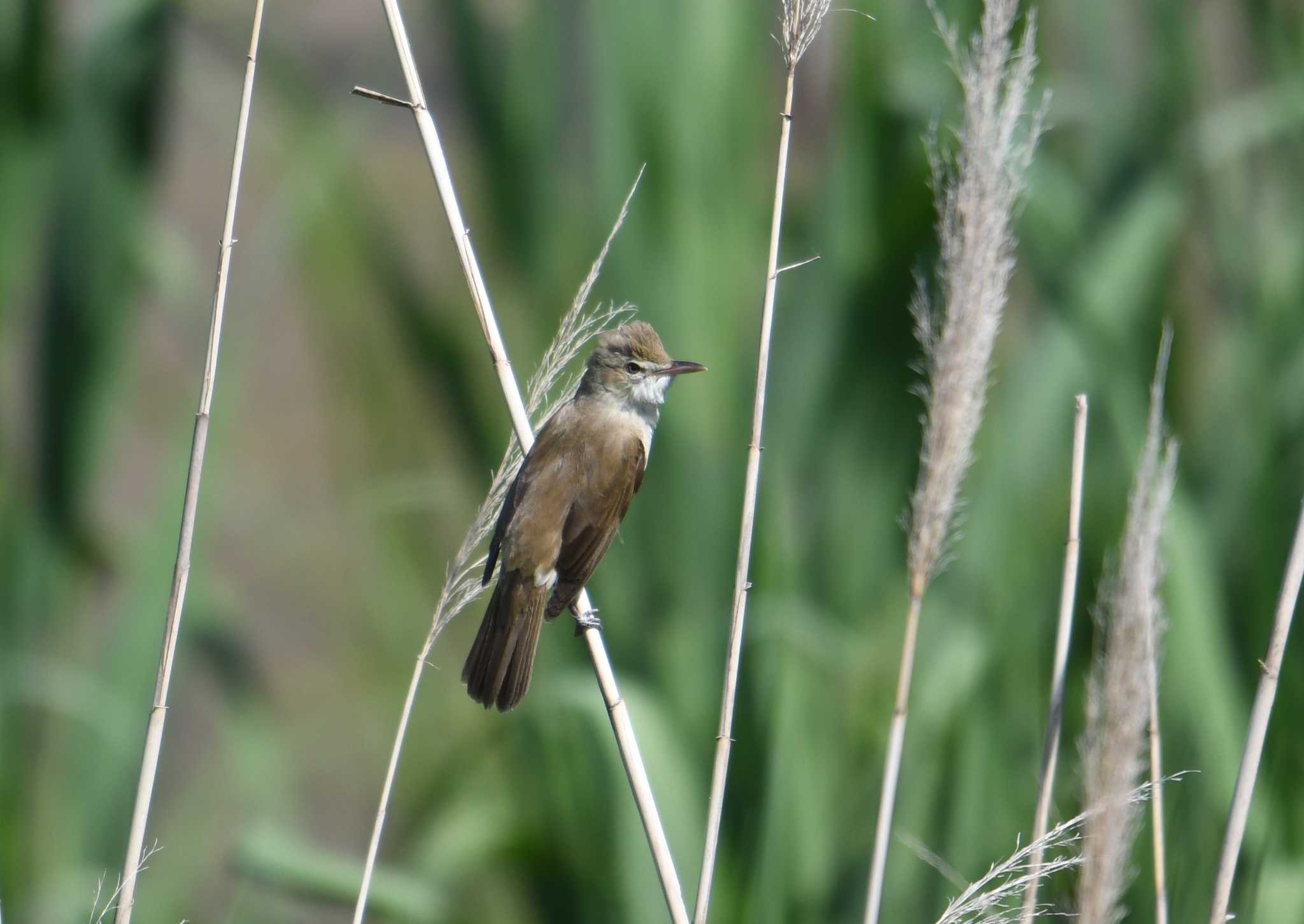 Photo of Oriental Reed Warbler at Kasai Rinkai Park by あひる