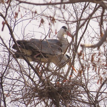 Grey Heron 篠路五ノ戸の森緑地 Sun, 4/23/2023