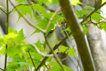 Eastern Crowned Warbler 烏川渓谷緑地 Sat, 4/22/2023